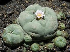 PEYOTE E MESCALINA SCHEDA