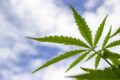 Varianti delle piante di cannabis e danni alla salute