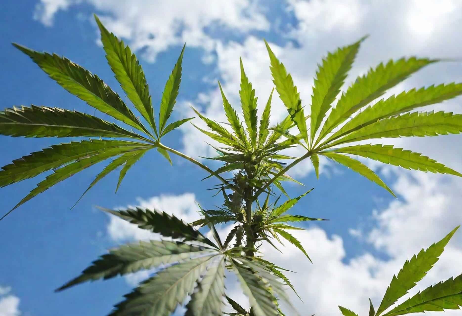 Cannabis