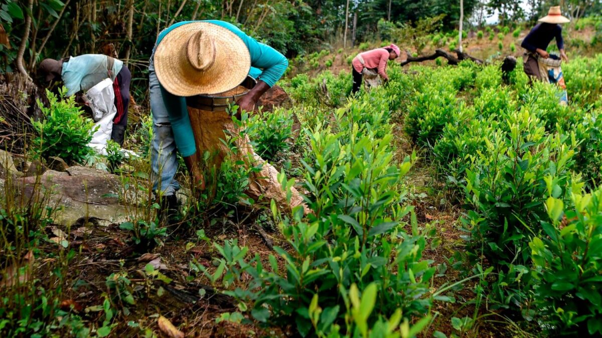 colombia-cocaina