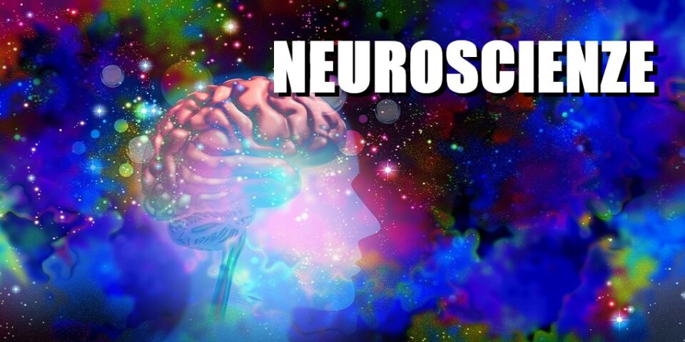 articoli neuroscienze