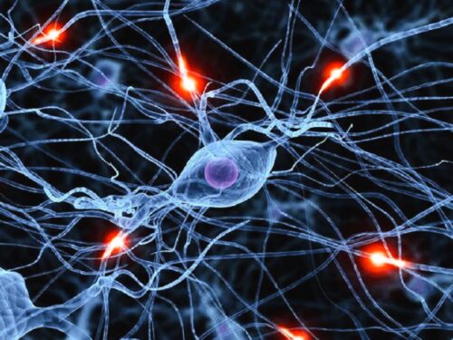 Cos’è la plasticità neuronale o neuroplasticità