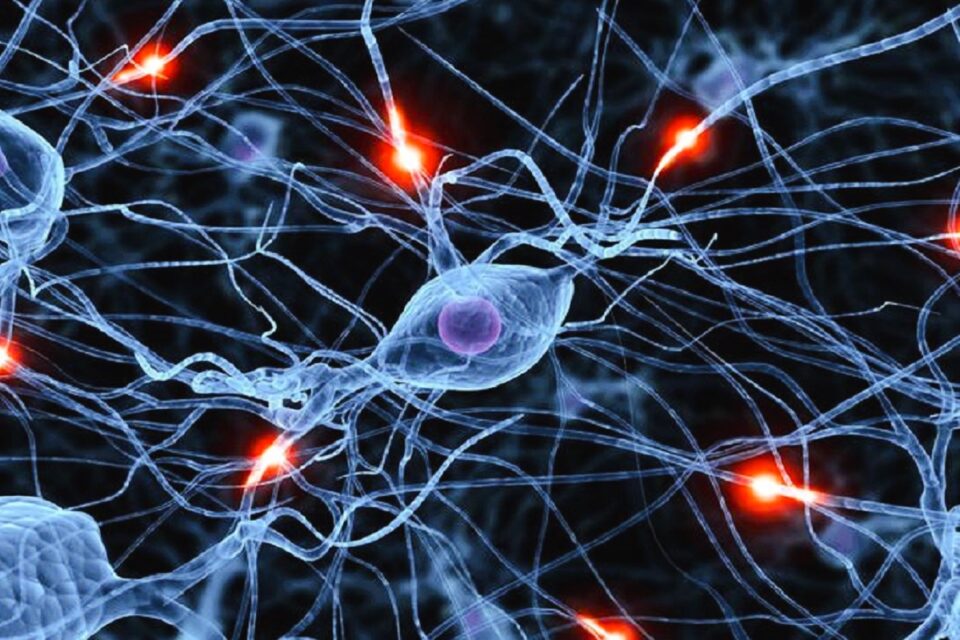 plasticità neuronale o neuroplasticità